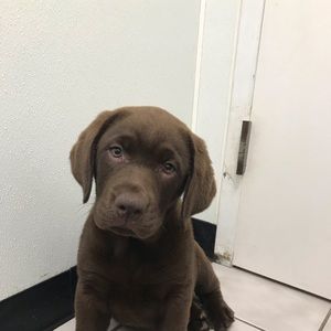 Meet your Posher, Patti